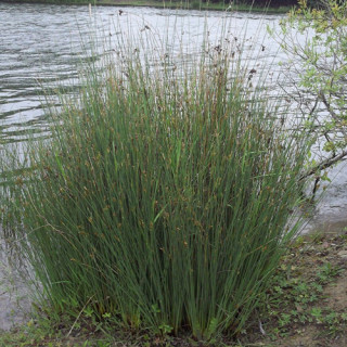 Ситник сизий (Juncus inflexus)