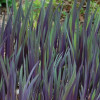 Ірис різнокольоровий 'Gerald Darby' (Iris versicolor 'Gerald Darby')