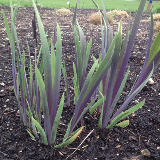 Ірис різнокольоровий 'Gerald Darby' (Iris versicolor 'Gerald Darby')