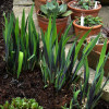 Ірис різнокольоровий 'Gerald Darby' (Iris versicolor 'Gerald Darby')