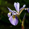 Ірис різнокольоровий 'Gerald Darby' (Iris versicolor 'Gerald Darby')