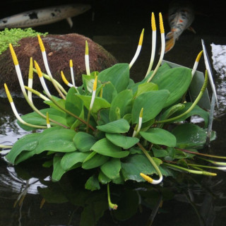 Оронтиум водний (Orontium aquaticum)