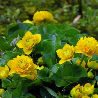 Калюжниця болотна махровая 'Plena' (Caltha palustris 'Plena')