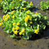 Калюжниця болотна махровая 'Plena' (Caltha palustris 'Plena')