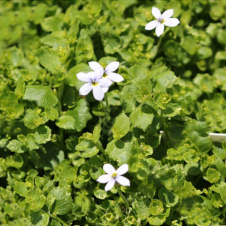 Лаурентія річкова (Isotoma fluviatilis)
