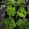 Вербейник монетчатый (Lysimachia nummularia)