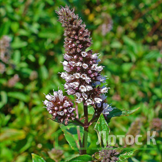 М'ята (Mentha) 