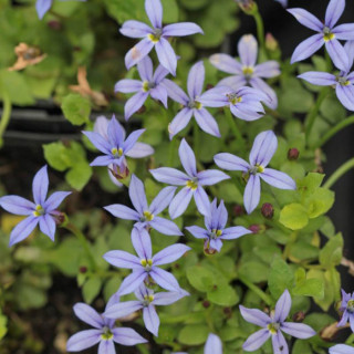 Лаурентія річкова 'Dunkelblau' (Isotoma fluviatilis 'Dunkelblau')