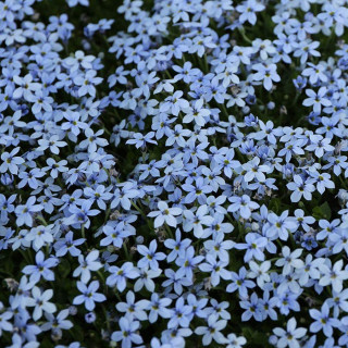 Лаурентія річкова 'Dunkelblau' (Isotoma fluviatilis 'Dunkelblau')