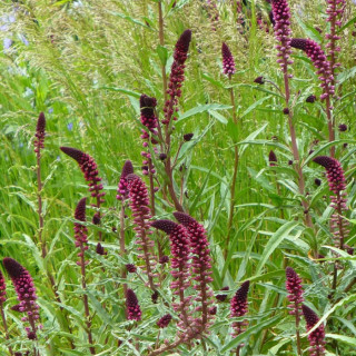 Вербозілля пурпурове (Lysimachia atropurpurea)