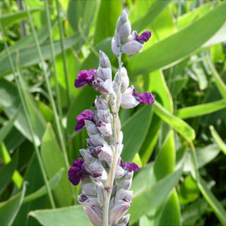 Талія білувата (Thalia dealbata)