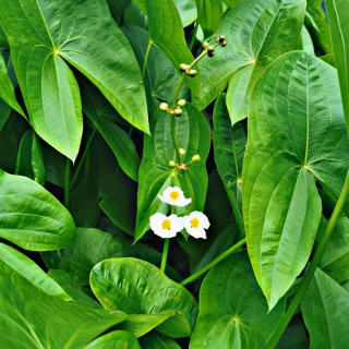 Стрелолист  (Sagittaria)