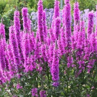 Плакун верболистий  'Lady Sackville'  (Lythrum sal. 'Lady Sackville') 