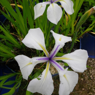 Ірис гладкий 'Snowdrift' (Iris laevigata 'Snowdrift')