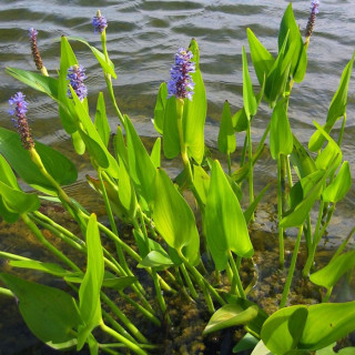 Понтедерія сердцелита (Pontederia cordata)
