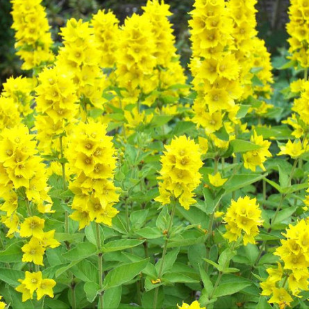 Вербозілля точечне (Lysimachia punctata)