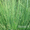 Молінія блакитна 'Moorhexe' (Molinia caerulea 'Moorhexe')
