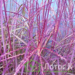 Мискантус китайский 'Purple Fall' (Miscanthus sin. 'Purple Fall')