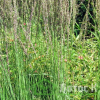 Молінія блакитна 'Moorhexe' (Molinia caerulea 'Moorhexe')