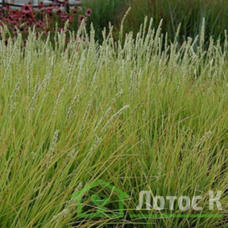 Молінія блакитна 'Moorhexe' (Molinia caerulea 'Moorhexe')
