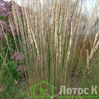 Молінія очеретяна 'Karl Foerster' (Molinia arundinacea 'Karl Foerster')