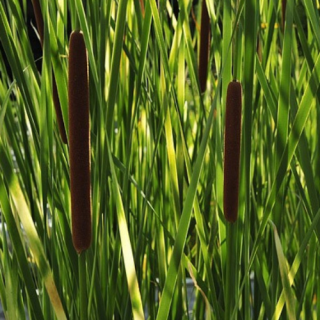 Рогіз вузьколистий 'Zebratails' (Typha angustifolia 'Zebratails') 