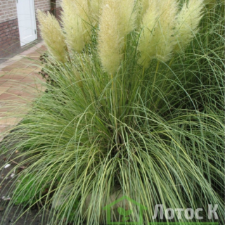 Кортадерія (Пампасна трава) 'Golden Goblin' (Cortaderia sell. 'Golden Goblin' ) 