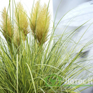 Кортадерія (Пампасна трава) 'Golden Goblin' (Cortaderia sell. 'Golden Goblin' ) 