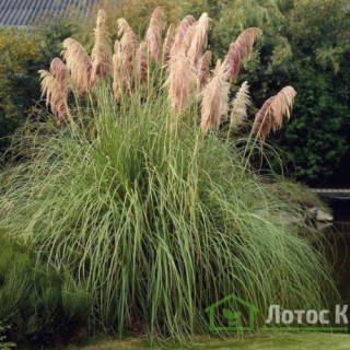 Кортадерія (Пампасна трава)  'Rosea' (Cortaderia sell.  'Rosea')