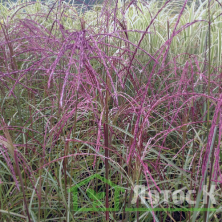 Мискантус китайский  'Flamingo' (Miscanthus sin. 'Flamingo')