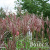 Мискантус китайский  'Flamingo' (Miscanthus sin. 'Flamingo')