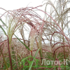 Мискантус китайский  'Flamingo' (Miscanthus sin. 'Flamingo')