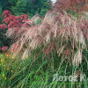 Мискантус китайский  'Flamingo' (Miscanthus sin. 'Flamingo')