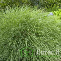 Мискантус китайский  'Gracillimus' (Miscanthus sin. 'Gracillimus')
