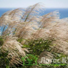 Міскантус китайский 'Gracillimus' (Miscanthus sin. 'Gracillimus')