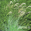Міскантус китайский 'Gracillimus' (Miscanthus sin. 'Gracillimus')