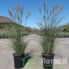 Міскантус китайский 'Gracillimus' (Miscanthus sin. 'Gracillimus')