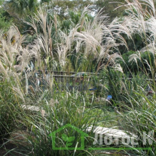 Міскантус китайський 'Silberfeder' (Miscanthus sin. 'Silberfeder')