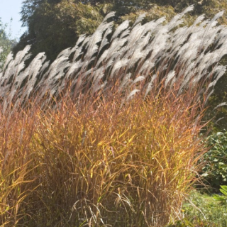 Міскантус китайський пурпурний (Miscanthus sin. Purpurascens)