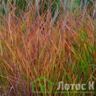 Міскантус китайський пурпурний (Miscanthus sin. Purpurascens)