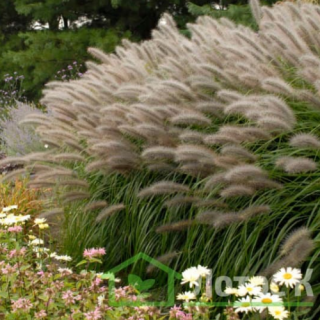 Пеннисетум лисохвостий 'Red Head' (Pennisetum al. 'Red Head')