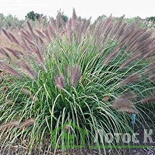 Пеннисетум лисохвостий 'Red Head' (Pennisetum al. 'Red Head')