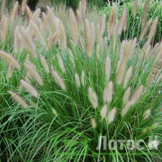 Пеннісетум лисохвостий (Pennisetum alopecuroides)
