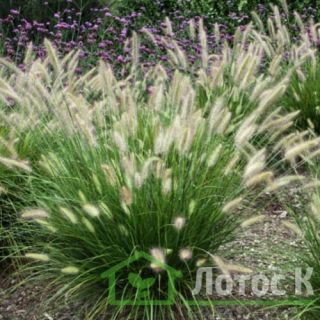 Пеннісетум 'Hameln'  (Pennisetum 'Hameln')