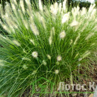Пеннісетум 'Hameln'  (Pennisetum 'Hameln')
