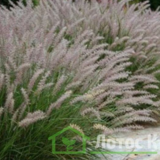 Перистощетинник лисохвостий 'Magic' (Pennisetum al. 'Magic')