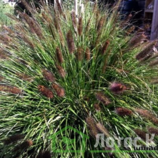 Перистощетинник лисохвостий 'Black Beauty' (Pennisetum al. 'Black Beauty')