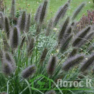 Перистощетинник лисохвостий 'Black Beauty' (Pennisetum al. 'Black Beauty')