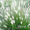 Пеннисетум лисохвостый 'Little Bunny' (Pennisetum al. 'Little Bunny')
