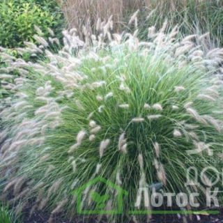 Пеннісетум  'Little Bunny' (Pennisetum al. 'Little Bunny')
